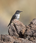 Rock Wren 4738